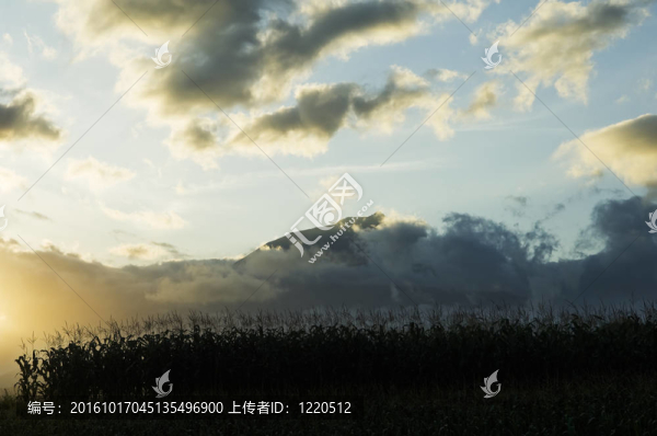 日落玉米田