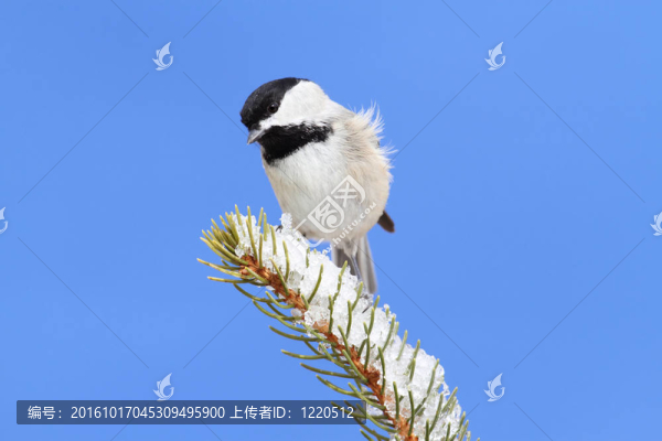 樹枝上的山雀