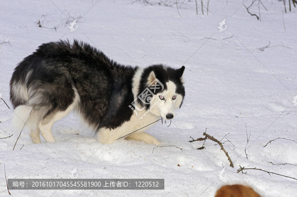 西伯利亞哈士奇
