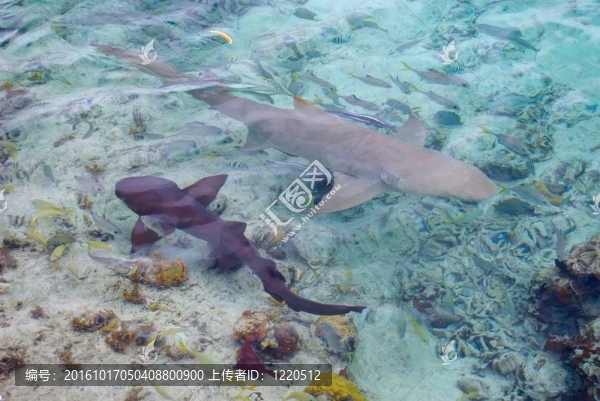 鯊魚