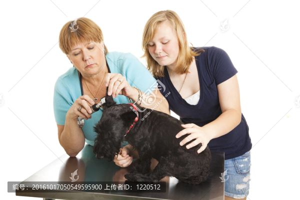 獸醫(yī)檢查