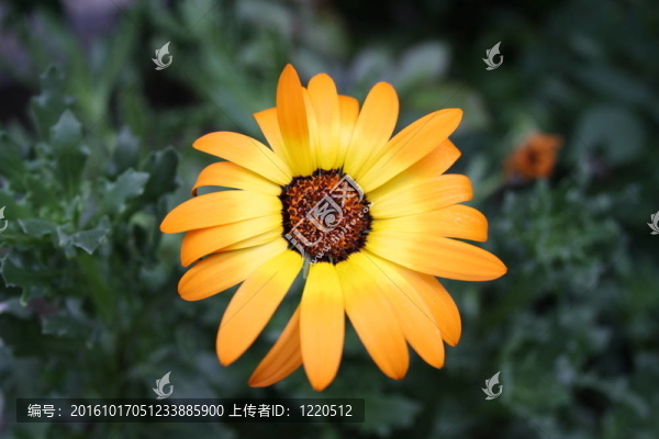 橙色雛菊