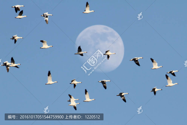 雪月雁