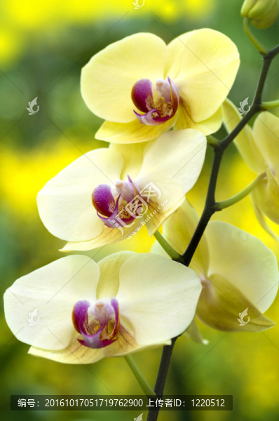 蘭花。