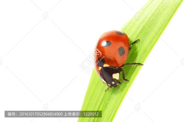 瓢蟲在草