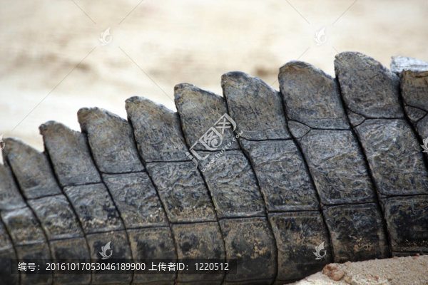 鱷魚(yú)的尾巴