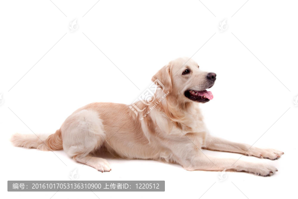金毛獵犬的肖像