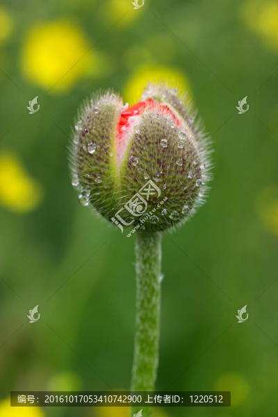花芽