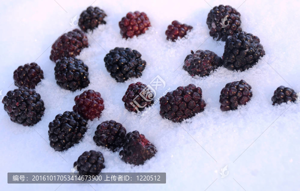 黑莓在Snow