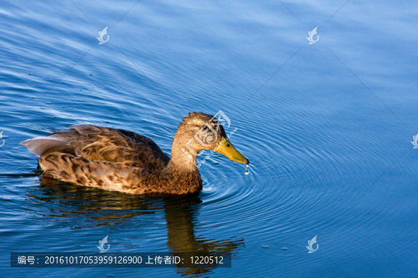 鴨在水上