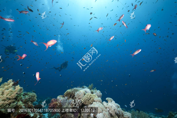 潛水員；海洋和魚(yú)類(lèi)