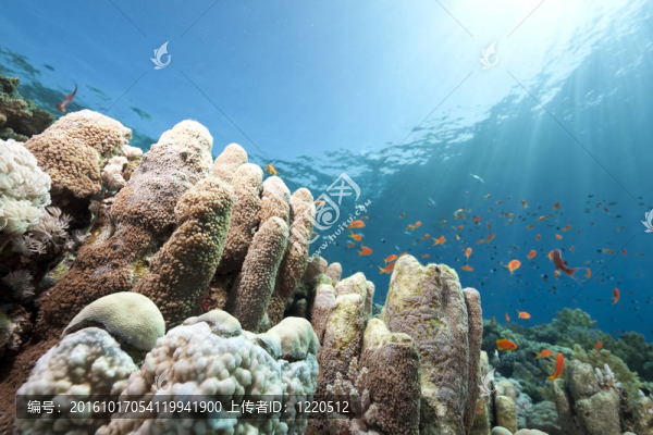 海洋；珊瑚和魚