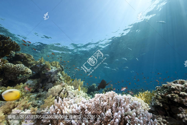 海洋；珊瑚和魚