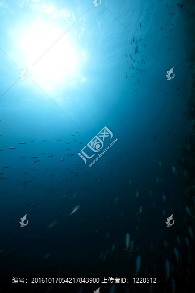 海洋；珊瑚和魚