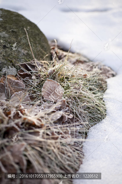 草在Snow