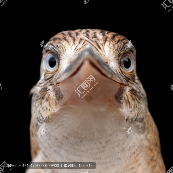 藍(lán)翅笑翠鳥