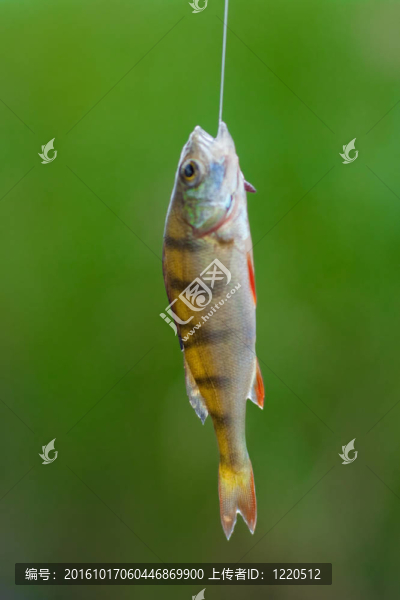 釣獲鱸魚。