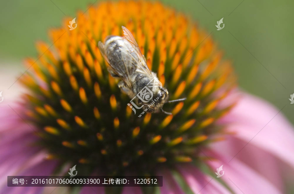 花上的蜜蜂