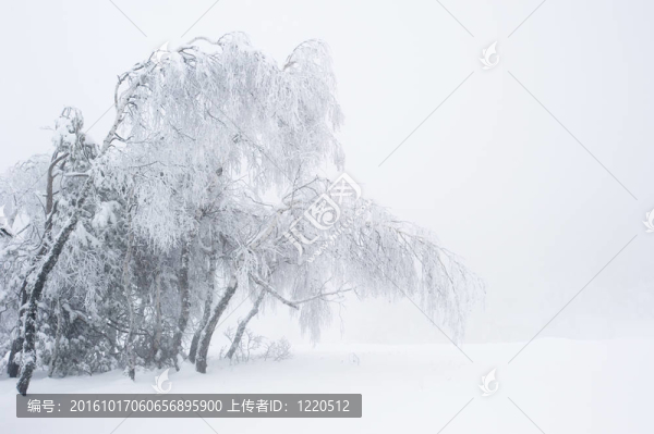 冬天的雪園