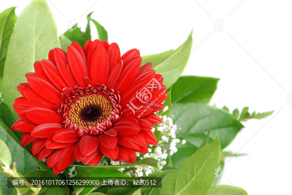 紅色花束
