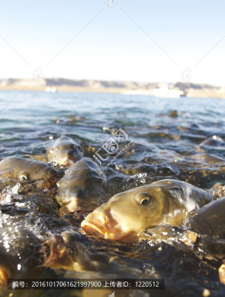 水中死魚