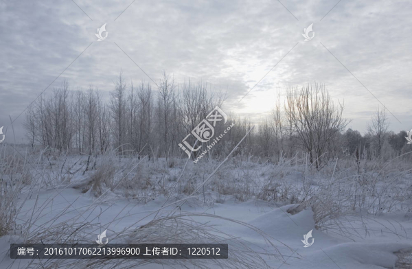 森林雪