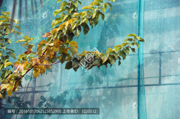 碎片網(wǎng)分支