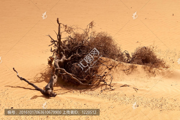 沙漠沙地干木根的鋪設(shè)。
