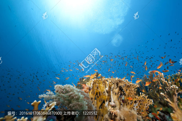 海洋；珊瑚和魚(yú)