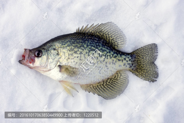 冰上的魚
