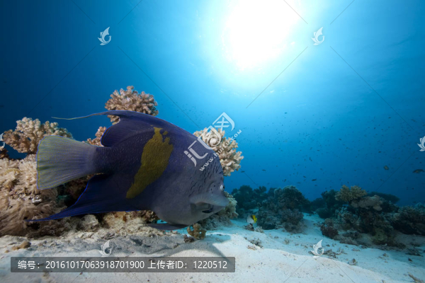 阿拉伯神仙魚和海洋