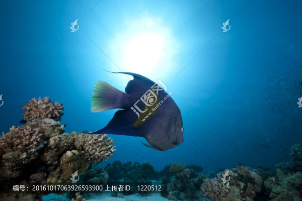 阿拉伯神仙魚和海洋