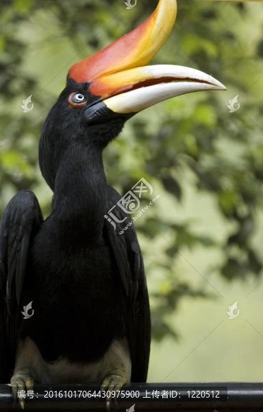 犀鳥(niǎo)