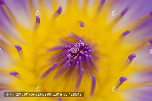 蓮花