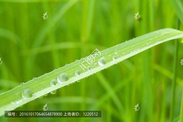 雨后綠草