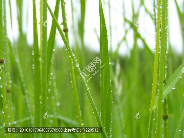 雨后綠草