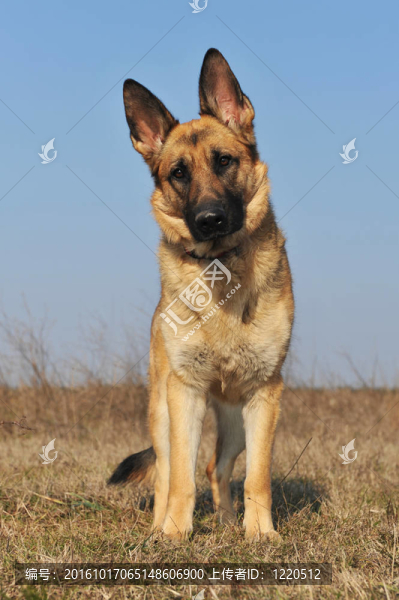 德國(guó)牧羊犬