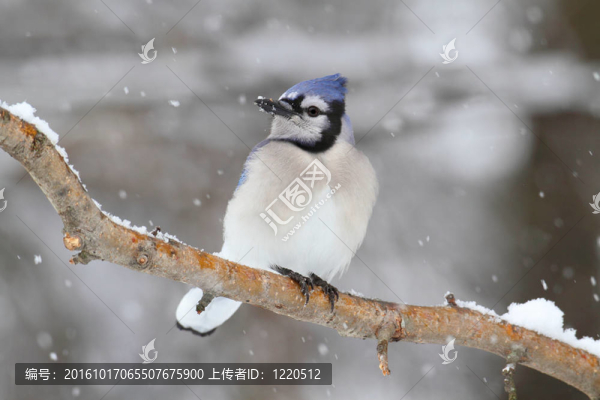 藍色Jay,In,Snow