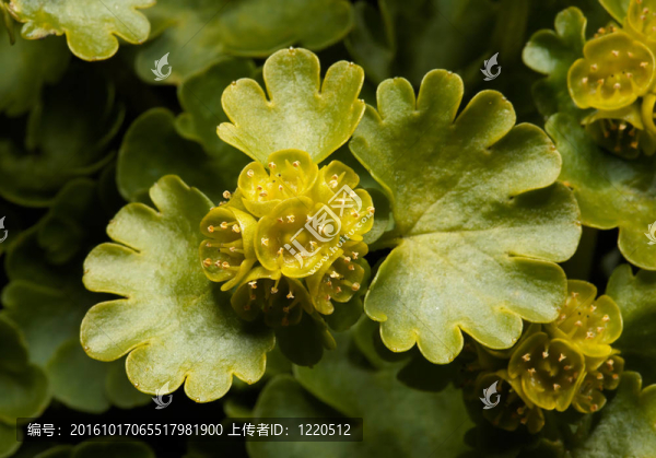 貓眼草-,Chrysosplenium,peltatum