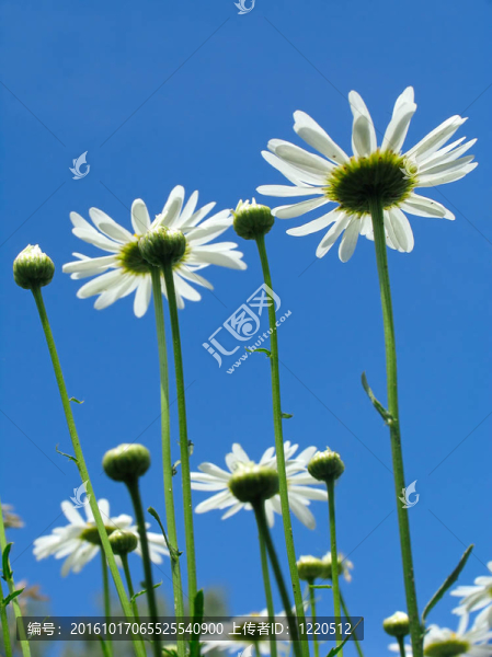 雛菊