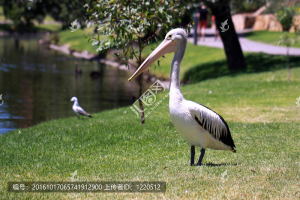 澳大利亞鵜鶘-,Pelecanus,Conspicillatus,-沿托倫斯河；阿德萊德；澳大利亞