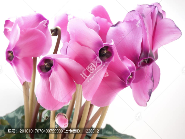 開花的仙客來