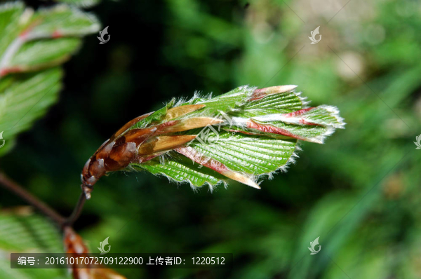 山毛櫸的嫩葉