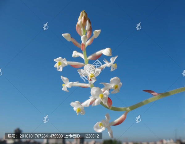 盛開(kāi)的蘭花ludiziya或haemaria（血葉蘭）；家庭Orchidaceae