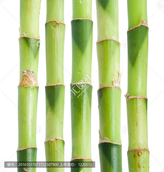 竹