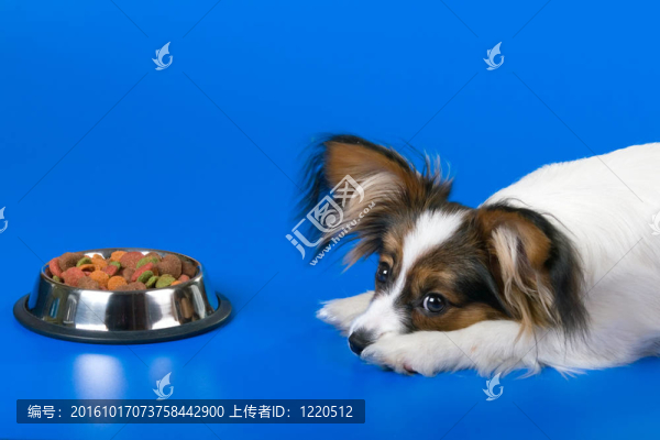 年輕的蝴蝶