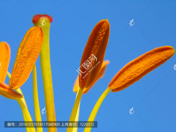 藍(lán)色背景下的Lily,stamens
