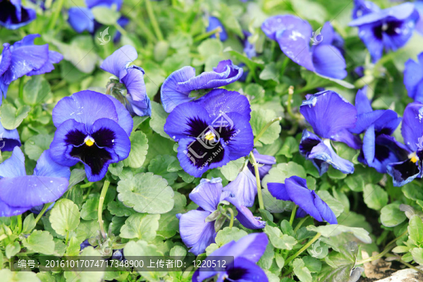 在春天的藍Viola
