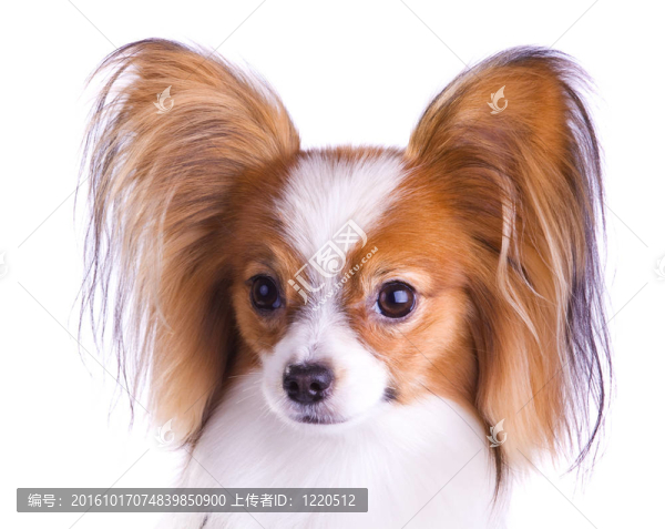 狗的品種的蝴蝶