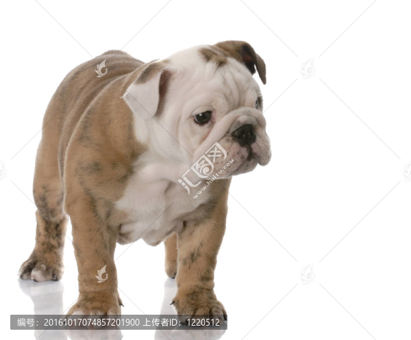 斗牛犬